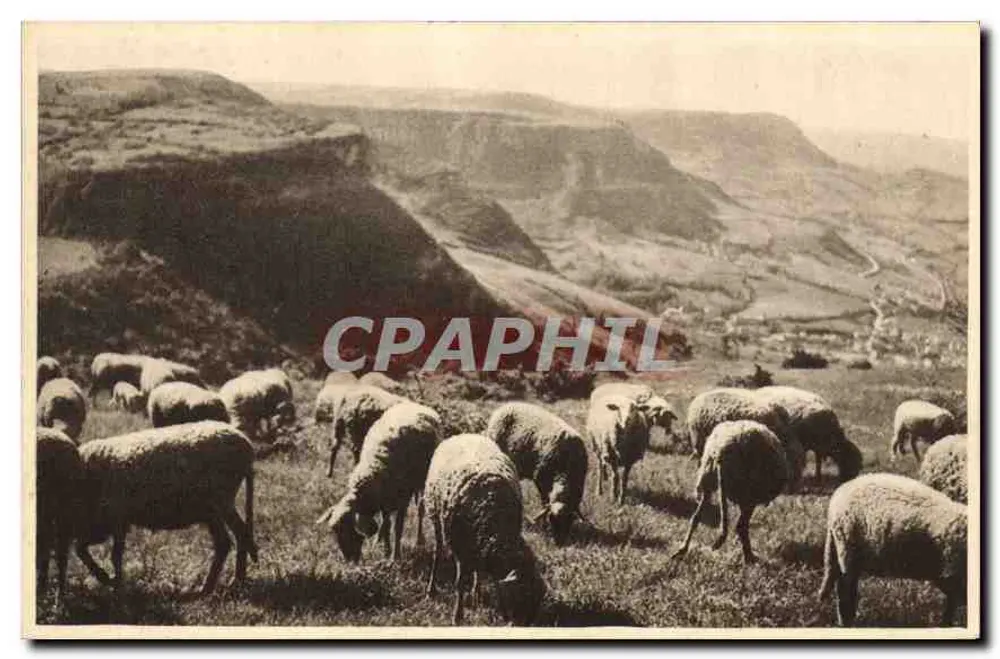 Paspaturi sobre los Causses — Roquefort — Sociedad de los Causses de Roquefort - Anverso