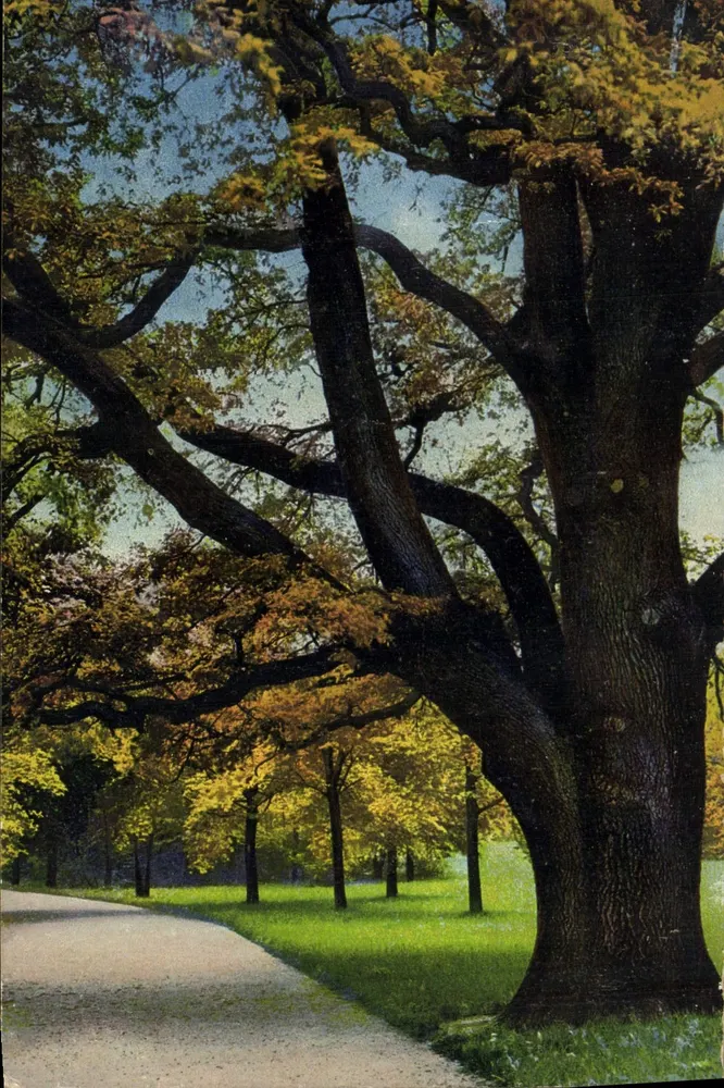 Dresde, Grand Jardin no outono — Photochromie, série 133, n° 2576 - Frente