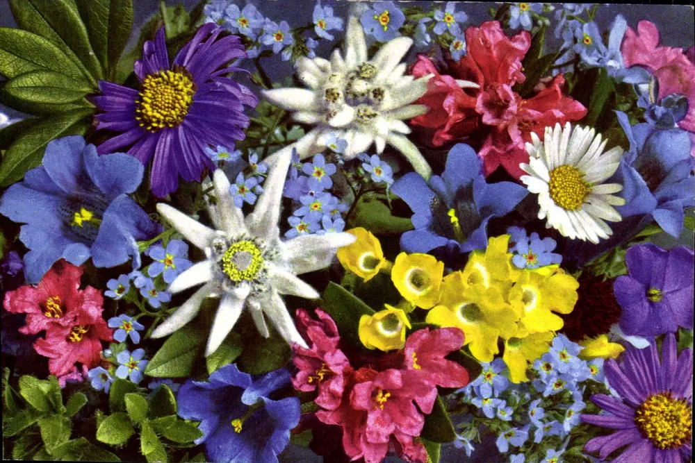 Alpine Blumen — Flora alpina — Alpenblumen — Verleger: Photo-T. & G. Gyger, Schweiz — Nr. 1517 - Vorderseite