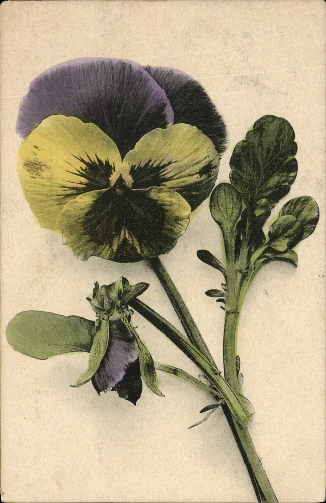 Pansée — variedade violeta e amarela — C.T. & Cin. à G. - Frente