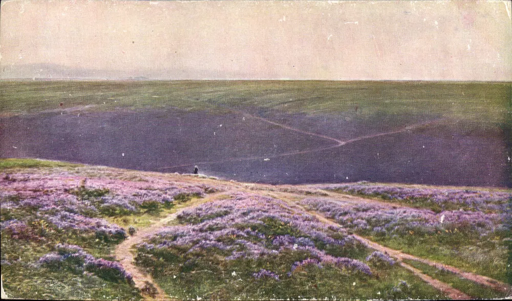 Lande aux Bruyères (Plateau du Ger, Hautes-Pyrénées) — W. Didier Pouget, n° 649 - Frente