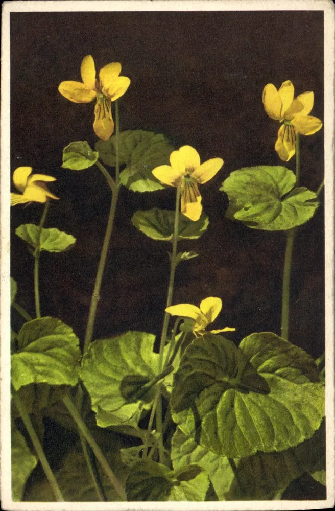 Violetas amarelas — Viola biflora — editor Moritz Byrer, n° 693 - Frente