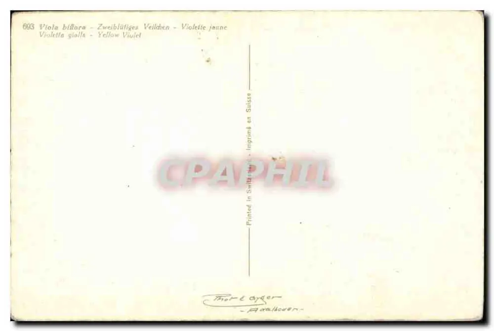 Violetas amarelas — Viola biflora — editor Moritz Byrer, n° 693 - Verso
