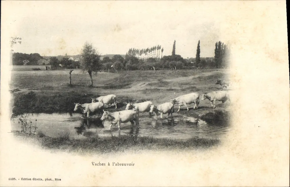 Vacas no bebedouro — Edição Glietta, fot. Nice, n° 8425 - Frente