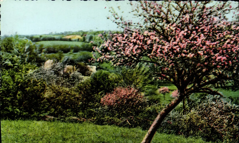 Die pittoreske Normandie — 61-109. Blühender Apfelbaum, im Frühling — Éditions Nermardes (Marche) - Vorderseite