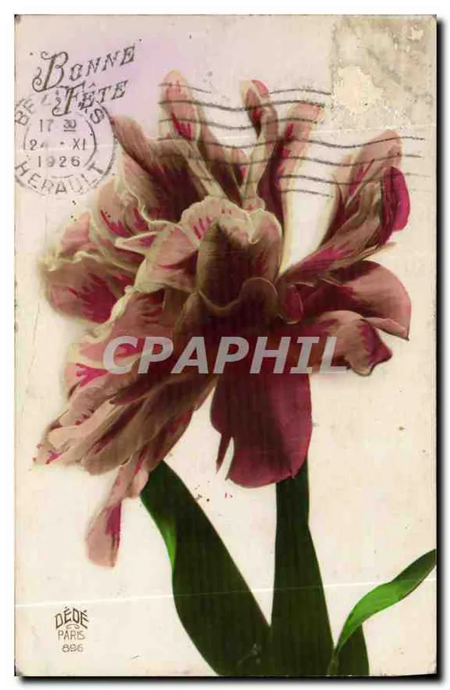 Tulip — colorful flower — DÉDÉ PARIS 886 - Front