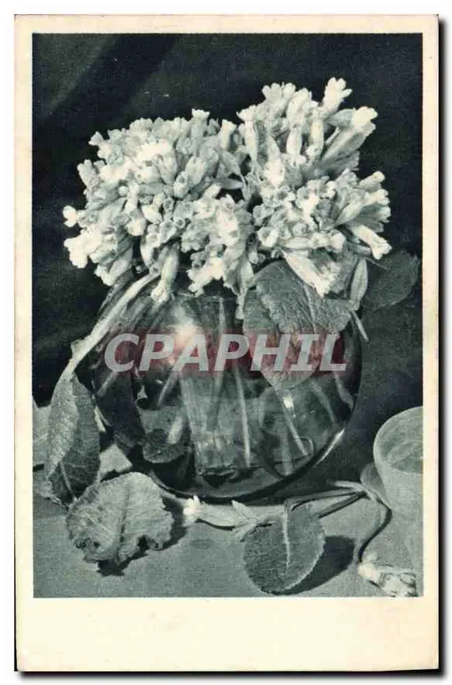 Flores em um vaso — fotografia — editor não visível - Frente