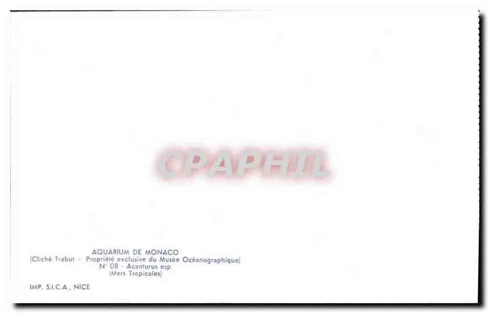 Acanthurus Art — Tropische Meere — IMP. S.I.C.A., NICE - Rückseite