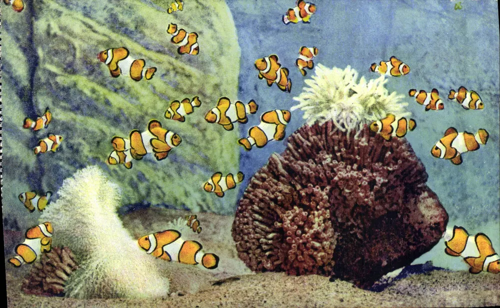 Aquarium von Monaco — Amphiprion Percula — S.I.C.A. Av. St-Lambert, Nice - Vorderseite