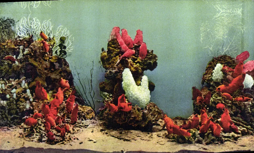 Unterwasser-Szene — Ascidien und Phallusia Mamillata — Aquarium von Monaco - Vorderseite