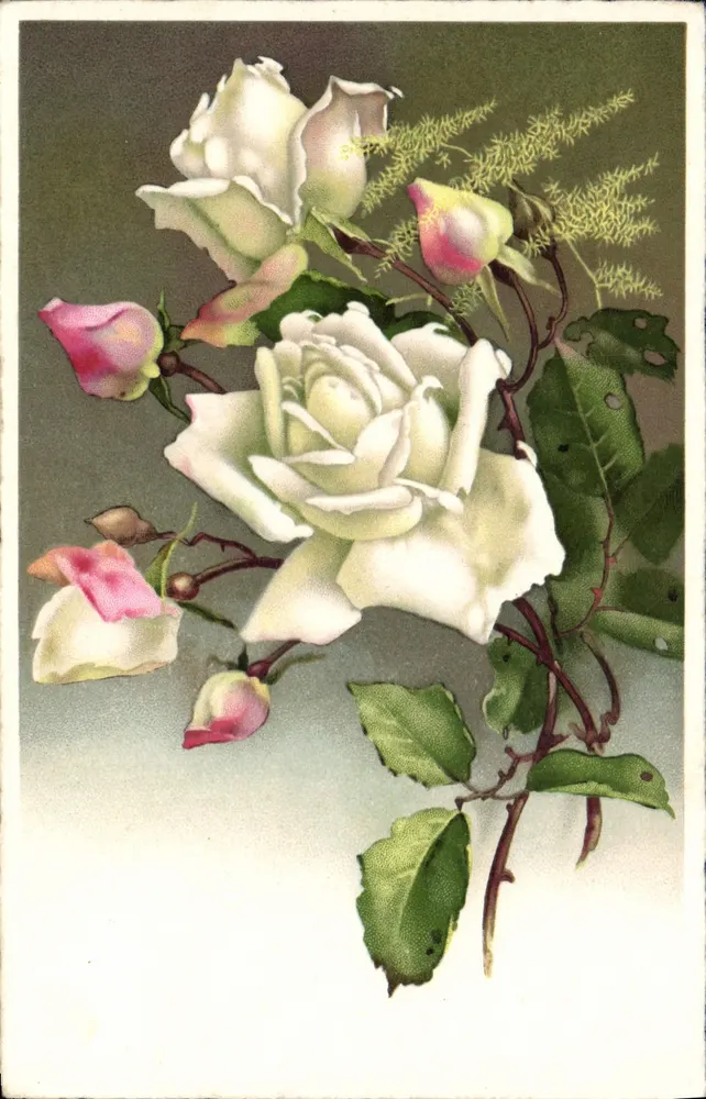 Arranjo de rosas brancas e rosas — ilustração botânica — editor não visível - Frente