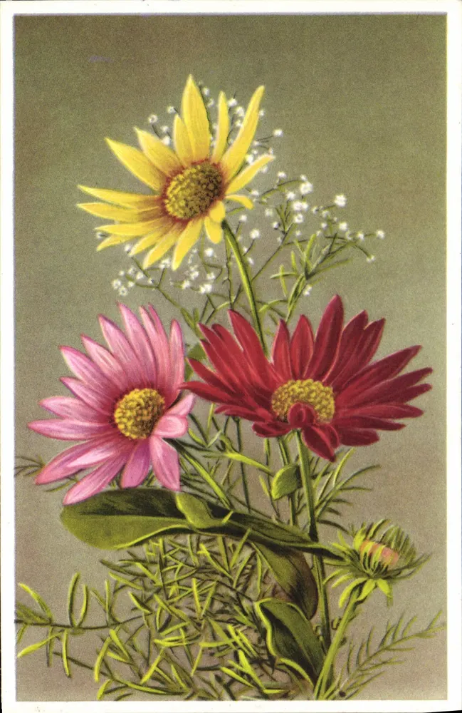 Flores — buquê de margaridas e astros — editor não visível - Frente