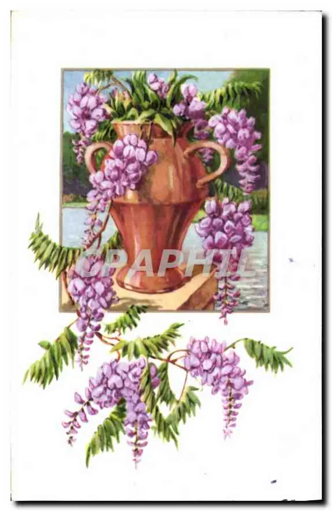 Wisteria em vaso — ilustração — editor desconhecido - Frente
