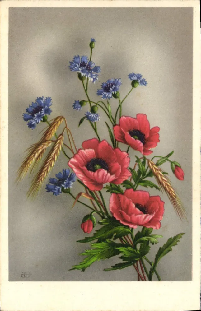 Arranjo de flores — anêmonas rosas, cornículas azuis e espigas de trigo — editor não visível - Frente