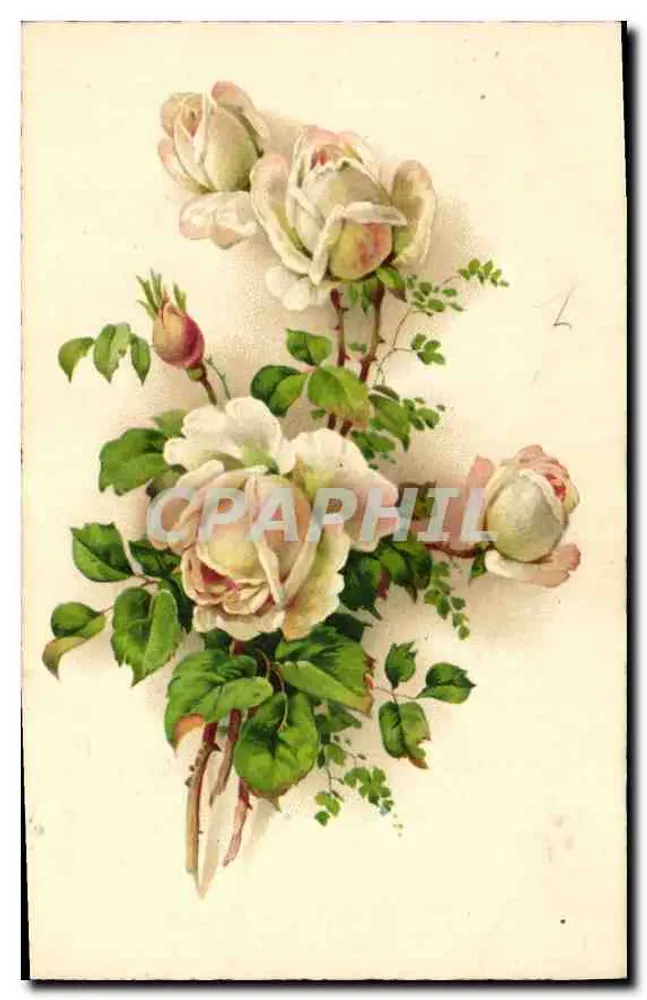 Arranjo de rosas — ilustração botânica — 205-3 - Frente