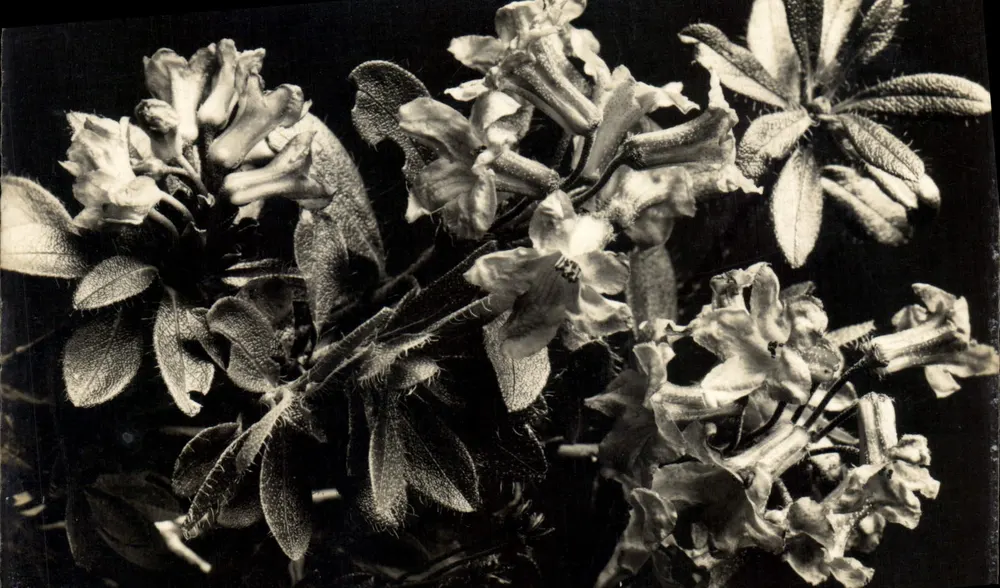 Rhododendron hirsutum — Rhododendron cilié — editora impr. B. Rousseau, n° 1199 - Frente