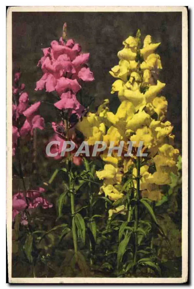 Flores de snapdragon rosa e amarela — No. 292 — STZF - Frente