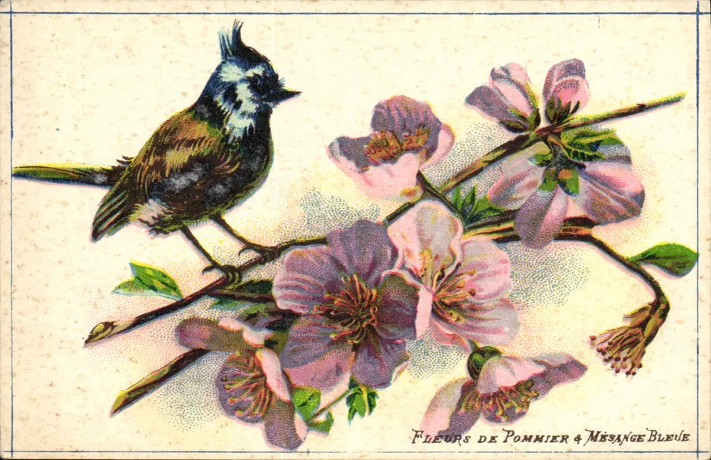 Apfelblüten & Blaue Drossel — Librairie Delagrave Paris - Vorderseite