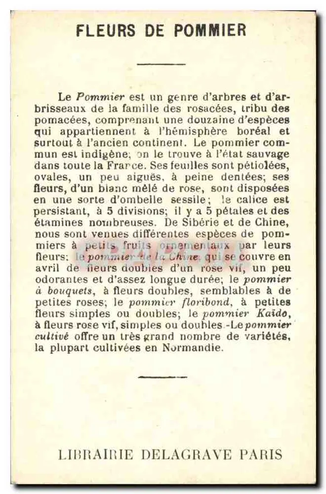 Apfelblüten & Blaue Drossel — Librairie Delagrave Paris - Rückseite