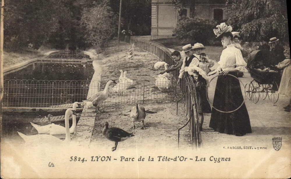 LYON - Parc de la Tête-d'Or - Les Cygnes — C. FARGES, ÉDIT. LYON - Recto
