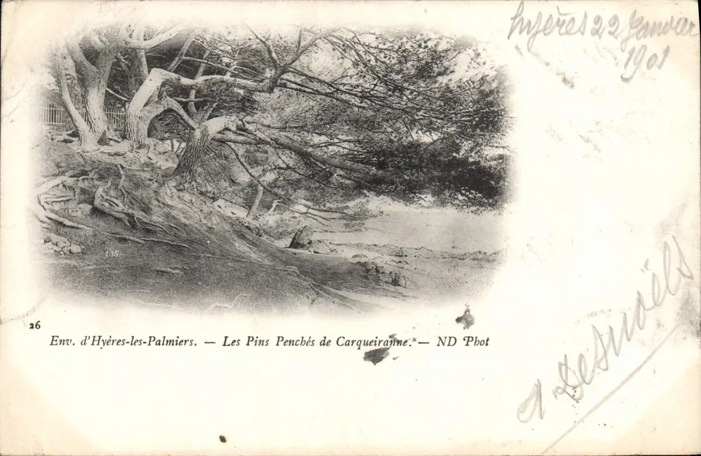 Umgebung von Hyères-les-Palmiers — Les Pins Penchés de Carqueiranne — ND Phot - Vorderseite