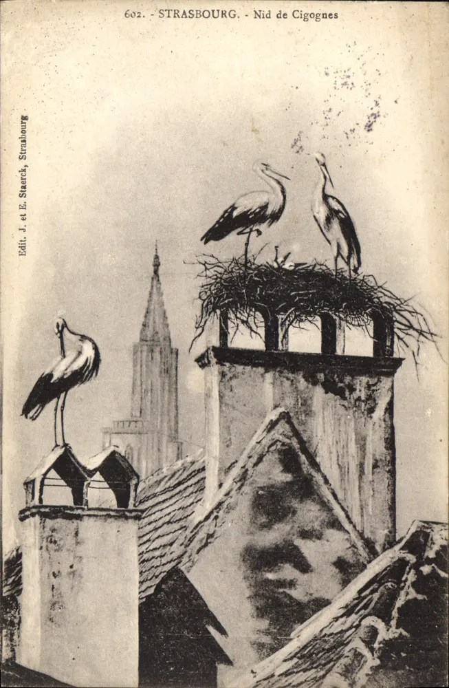Strasbourg - Ninho de Corujas — Editor J. e E. Staerck, n° 602 - Frente