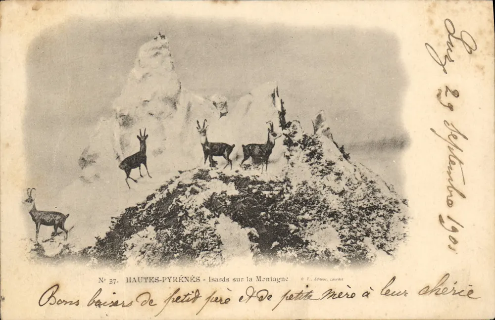 Isards na Montanha — HAUTES-PYRÉNÉS — O.T. Editor, Laurède, n° 37 - Frente