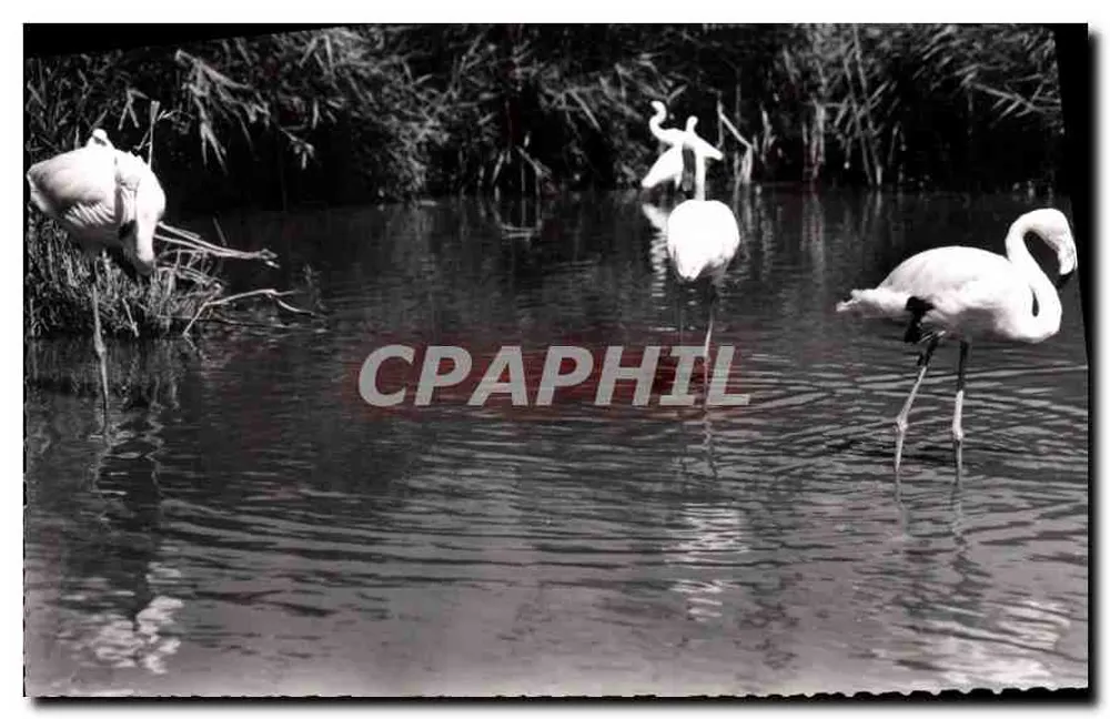 Rosa Flamingos — En C. Margue (B. du R.) — Éditions des Frères Lumière Lyon - Vorderseite