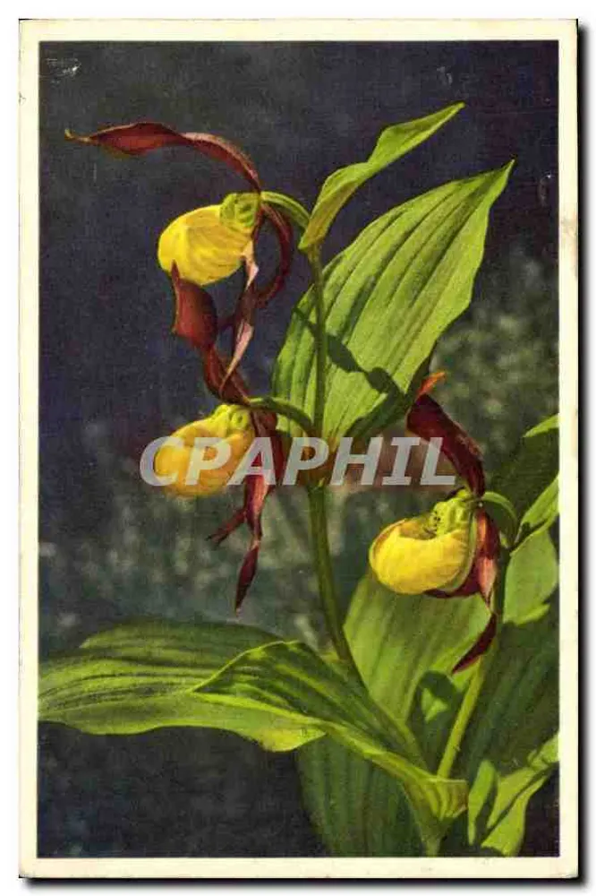 Cypripedium calceolus — लेडीज़ स्लिपर — Thorle Byggen - आगे