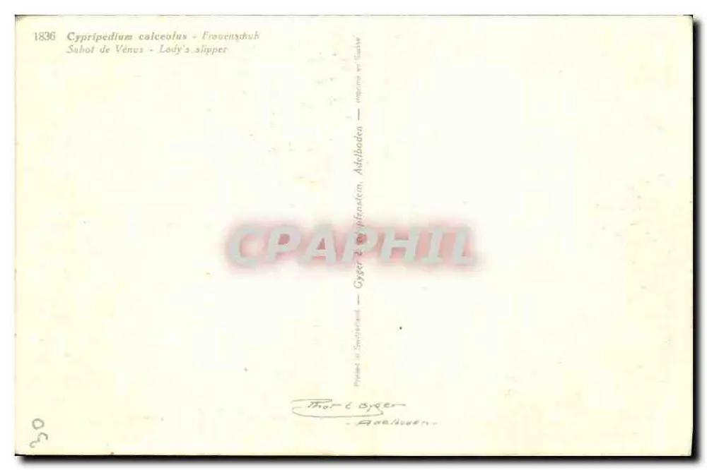 Cypripedium calceolus — लेडीज़ स्लिपर — Thorle Byggen - पीछे