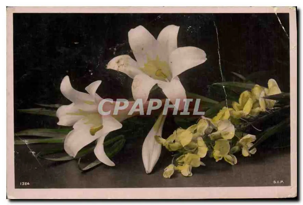 Flores — lírios brancos e orquídeas amarelas — S.I.P. n°1324 - Frente