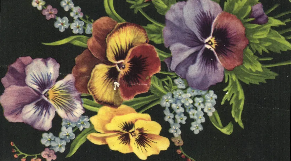 Flores de pensamento e violetas — Impressa na Bélgica — JC - Frente