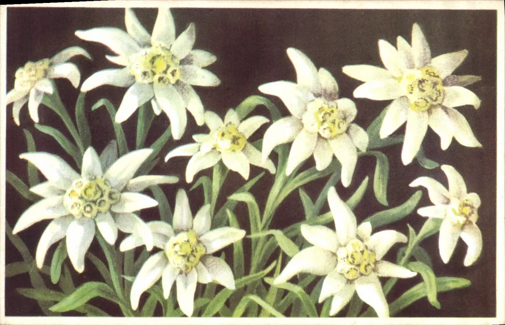 Stern der Gletscher — Edelweiss — Leontopodium alpinum — Edition d'Art André, Grenoble - Vorderseite