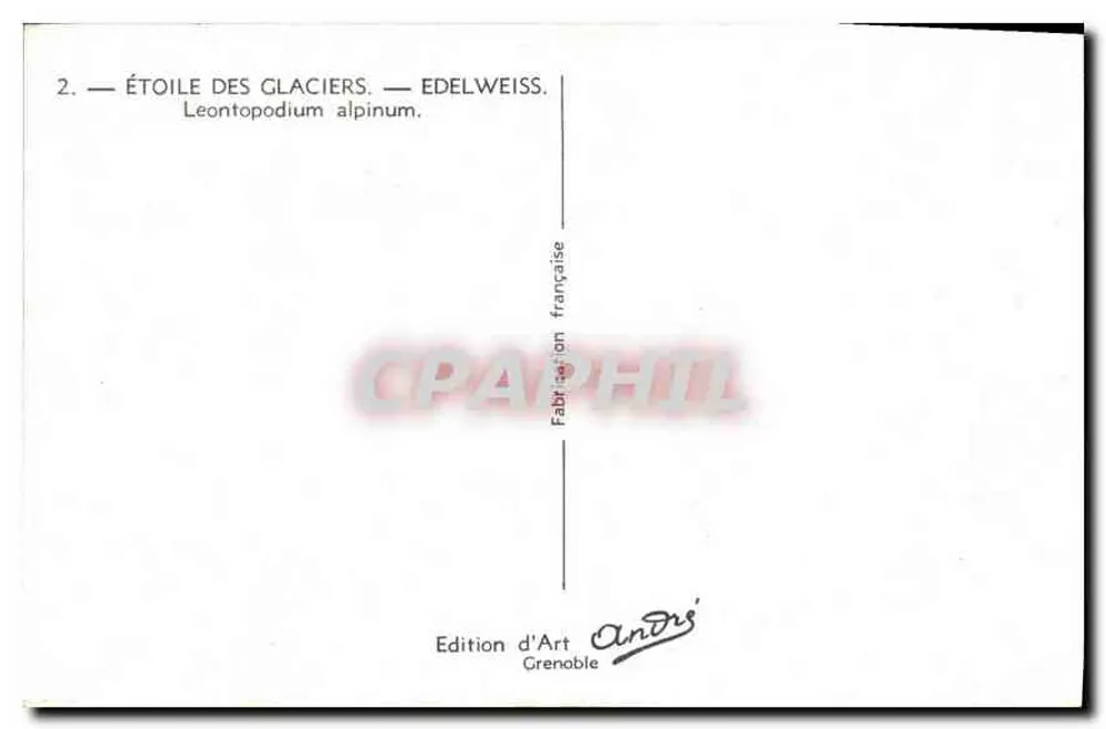 Stern der Gletscher — Edelweiss — Leontopodium alpinum — Edition d'Art André, Grenoble - Rückseite