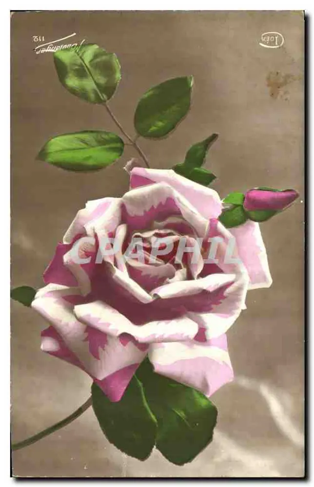 Rosas com motivos — edição Louis C. Léon — n° 311 - Frente