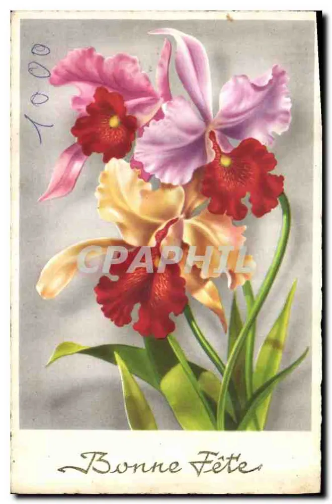 Kleurige orchideeën — Gelukkig verjaardag — Edizioni Superluxe-Paris - Voorkant
