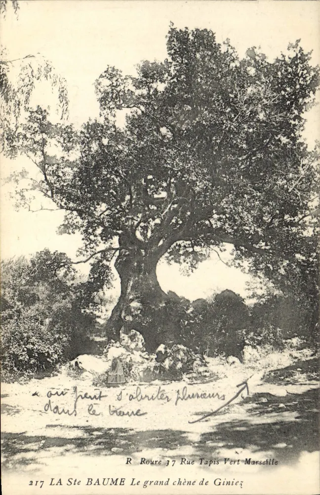 Le grand chêne de Giniez — LA Ste BAUME — R. Roure 37 Rue Tapis Vert Marseille - Recto