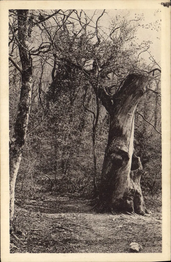Stary drzewo w lesie — Sainte-Baume — Wydawca fotograficzny A. Alain & Cie, Grand Chêne - Awers