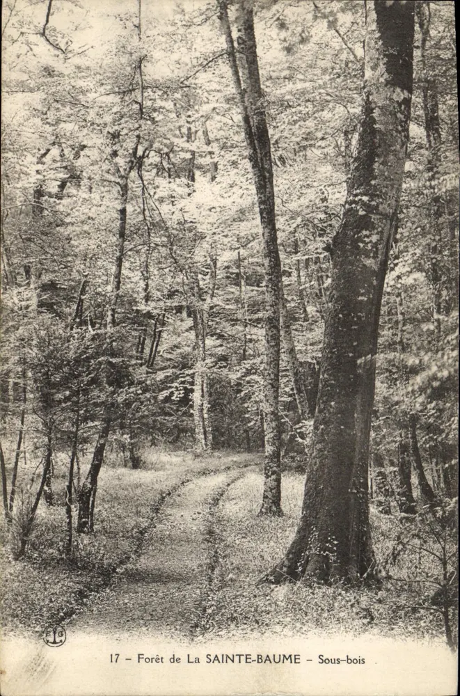 Floresta de La Sainte-Baume — Sous-bois — n°17 - Frente