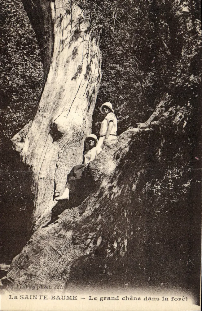 La Sainte-Baume — Le grand chêne dans la forêt — A. Tarey photo édit - Vorderseite