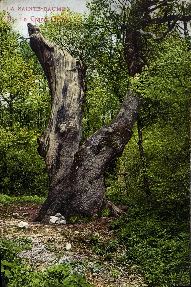 La Sainte-Baume — O Grande Carvalho — Fotógrafo F. Genouilat & Cie, Marselha - Frente