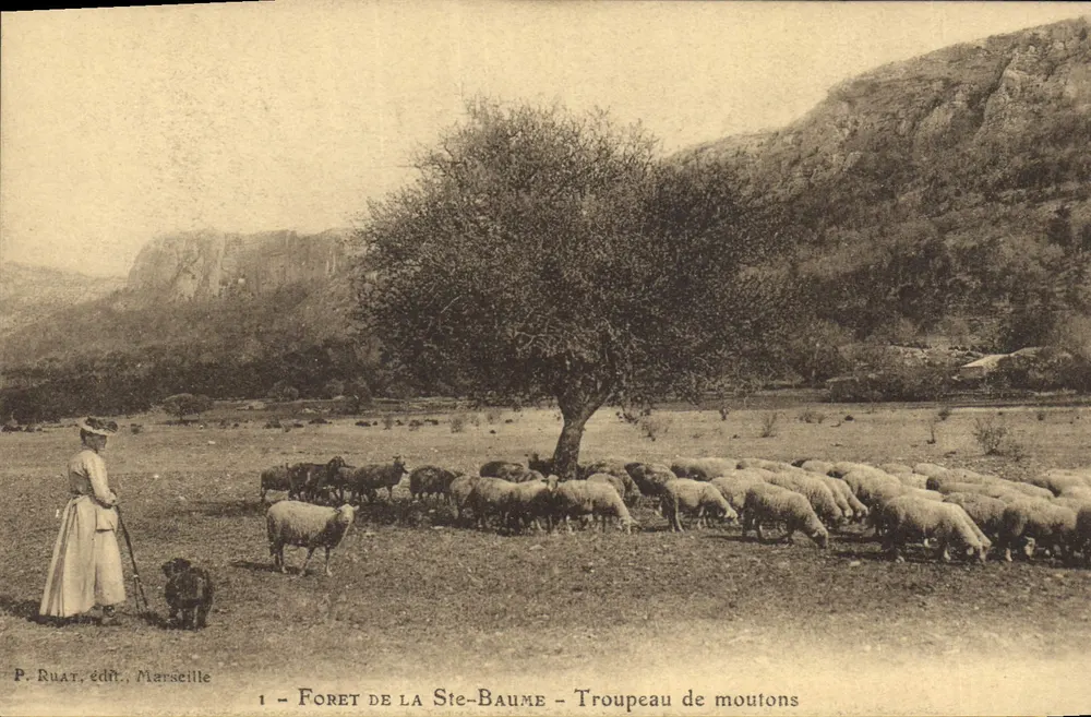 Bosque de Ste-Baume — Manada de ovejas — P. Ruat, editor, Marsella - Anverso