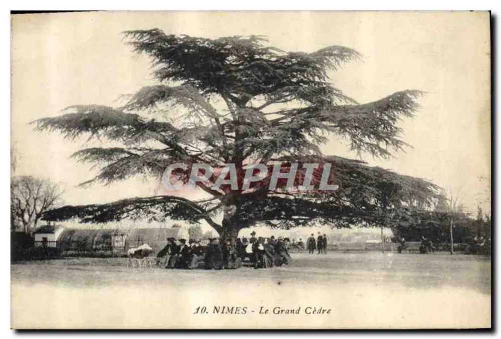 Nîmes - O Grande Cedro — cartão postal n°10 - Frente