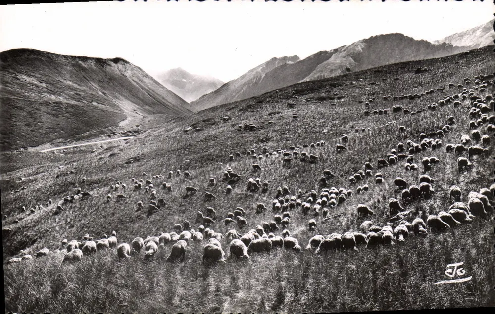 Die Alpen — Schafe auf den hohen Alpenweiden — ABEIL, Verlag - GAP, Nr. 4117 - Vorderseite