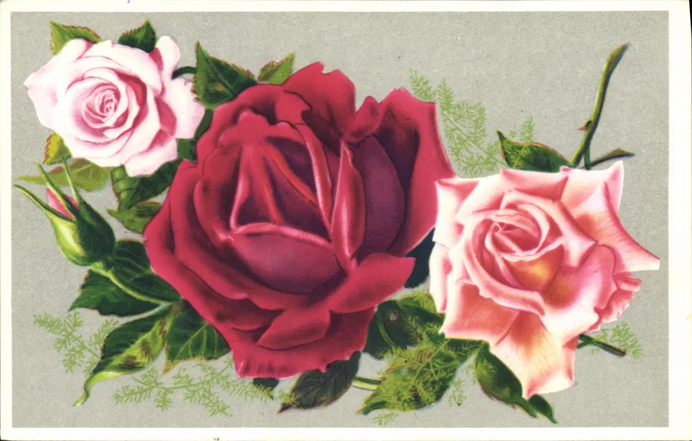 Rosas — ilustração colorida — editor desconhecido, número de série não visível - Frente