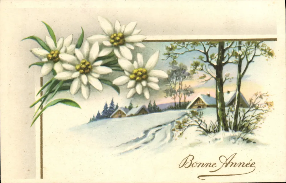 Flores de Edelweiss — paisagem invernal — Boa Ano - Frente