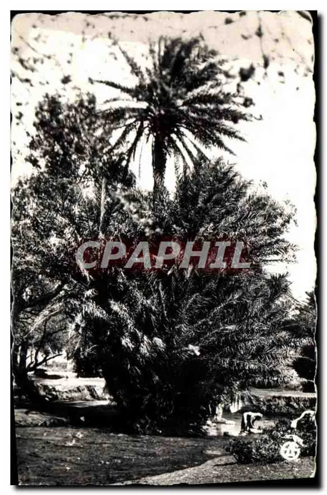 Palmeraie — Verleger: Éditions Alexandre Sirecky, Oran - Vorderseite