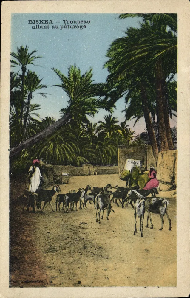 Biskra — Herde auf der Weide — Fot. Soulier - Vorderseite
