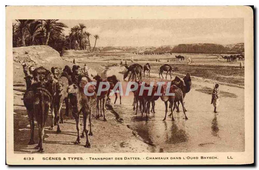Kamele im Oued Bayech — Transport von Datteln — Scènes & Types, Nr. 6132, LL - Vorderseite