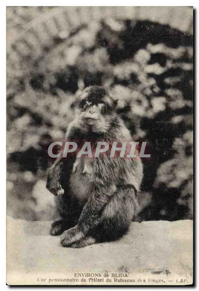 Eine Pensionärin im Hôtel du Ruisseau des Singes — ENVIRONS de BLIDA — CAP - Vorderseite